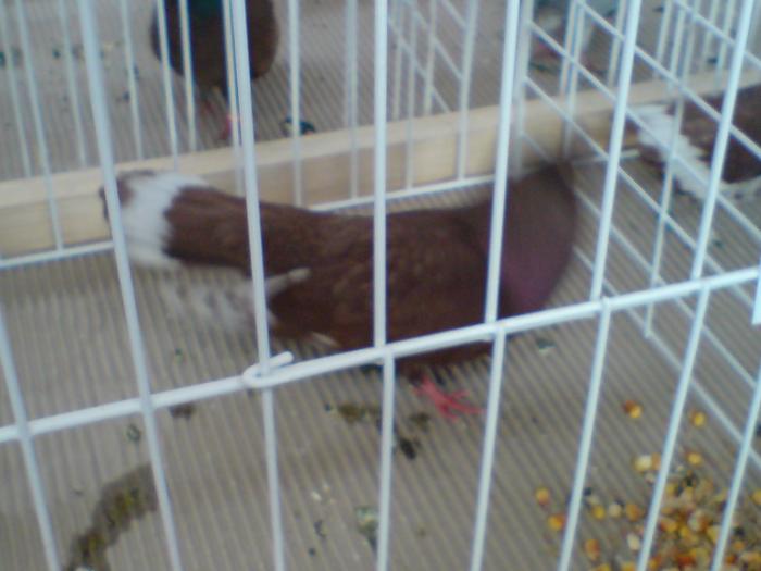 DSC00946