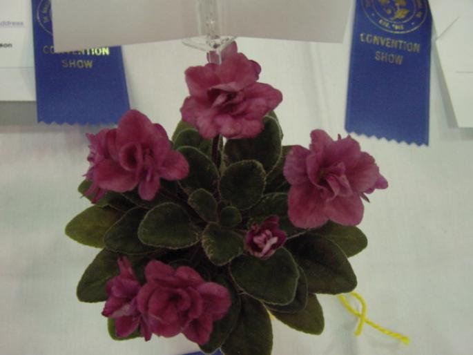 Galactic_Red_2005avsa - violete de pe net