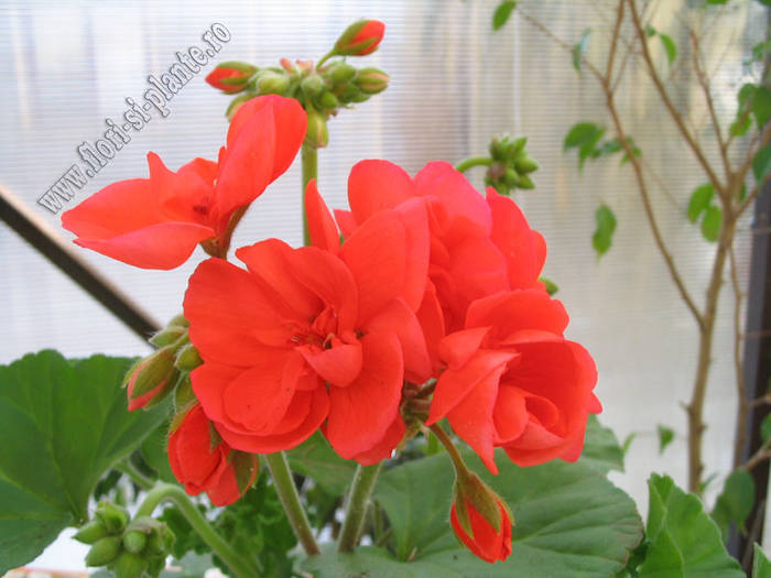 Pelargonium Titi 1 - Muscate - Pelargonium