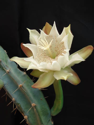 DSC08391 - Cactusi