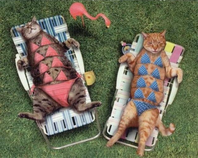 CatsSunbathing