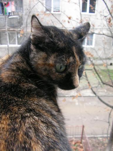 Mitza pe geam - Mitza