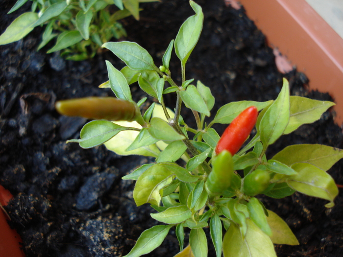 Demon Red Chili Pepper (2009, Aug.17) - Demon Red Chili Pepper
