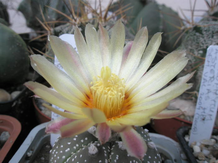 Astrophytum asterias de la Obor - 08.07