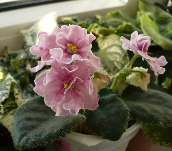 Aca' s Pink Delight - Saintpaulia - violete de camera