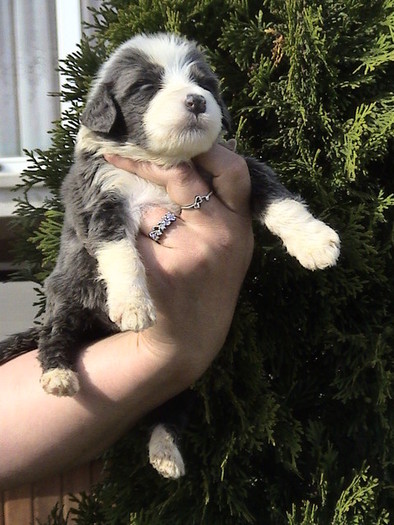 HAPPY 3 saptamani - Happy-bearded collie-catelusa noastra minunata