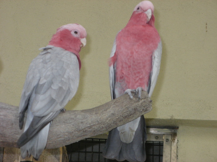 Galah; Kakadu roz
