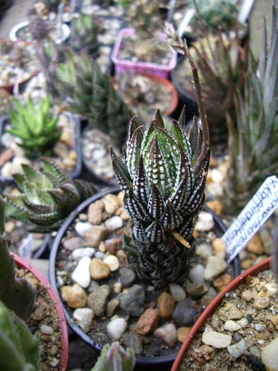  - Haworthia - Gasteria