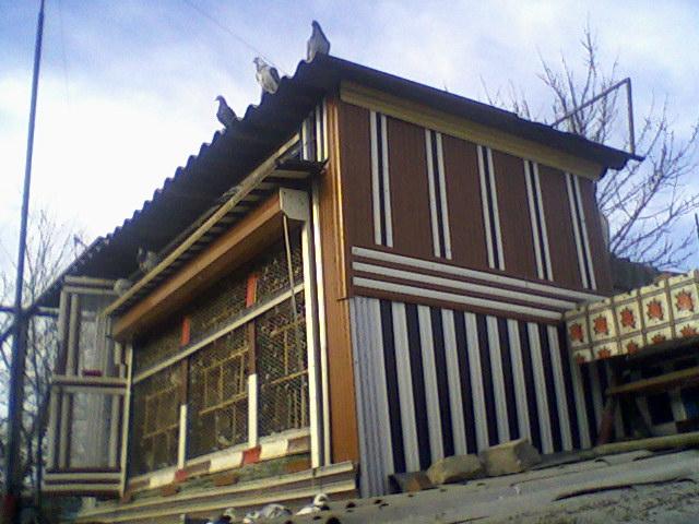 Fotografii-0070 - Porumbeii mei calatori