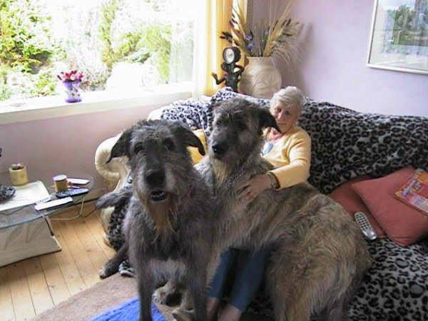 NOW THESE ARE BIG DOGS!!!!!! [from www.metacafe.com] #4 - Caini giganti