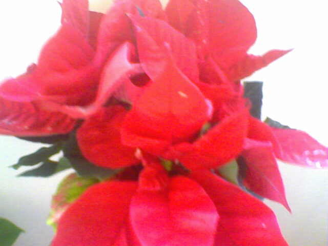 Picture 003 - ultimile achizitii 2009