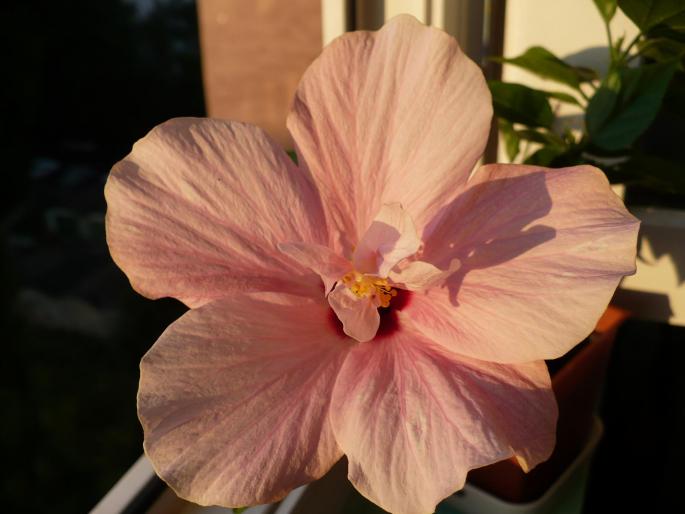 P1030418 - Hibiscusi