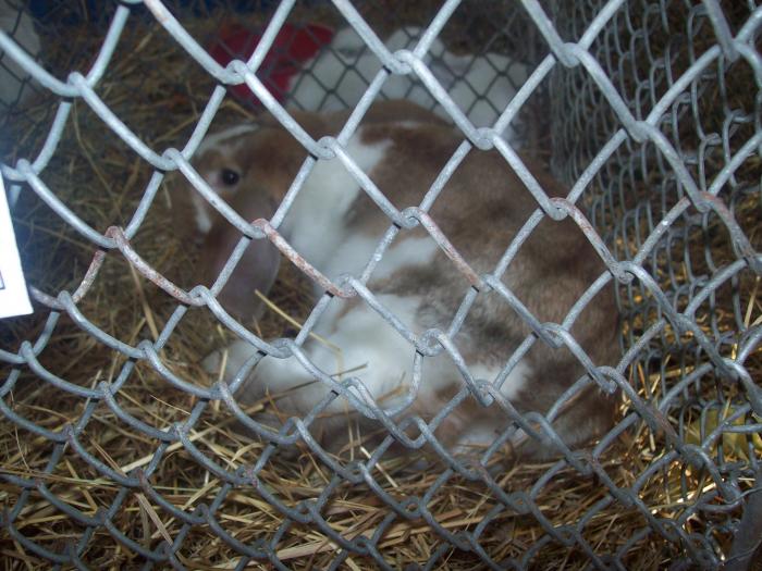 EXPO 2009 .01.09  CLUJ-NAPOCA 104