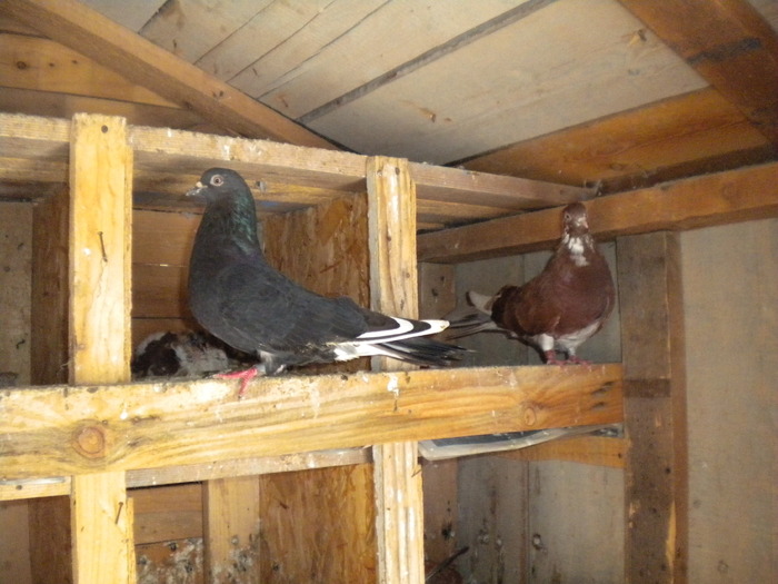 Picture 166 - Raicu 1