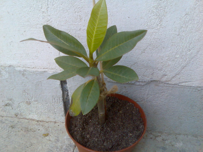 plumeria - cactusi si suculente-2009