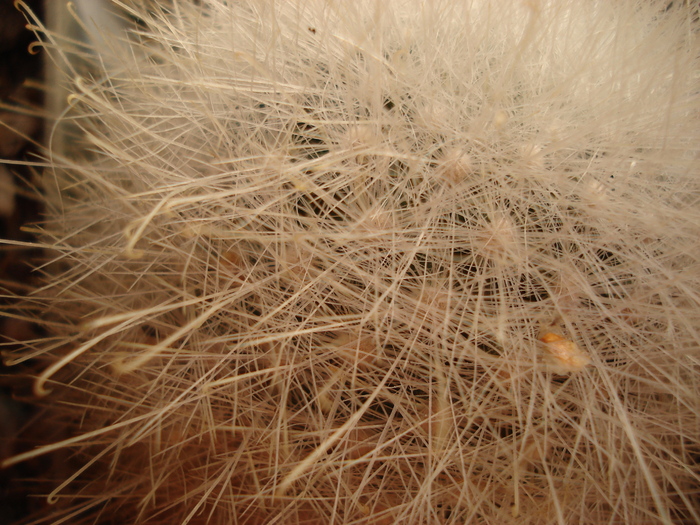 DSC05231