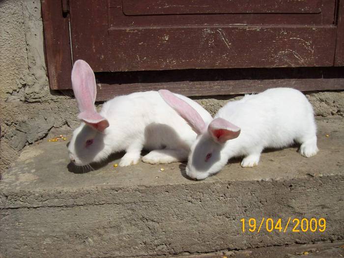 Picture 011 - poze iepuri aprilie 2009