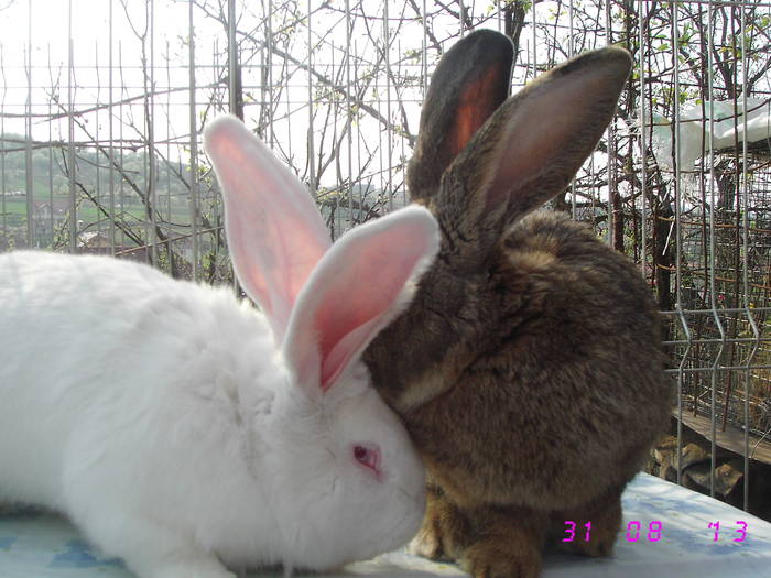 poze iepuri 276; masculi...
