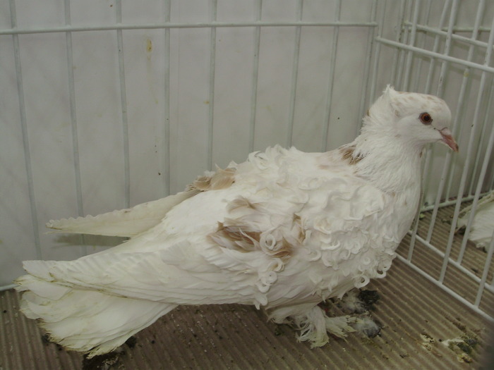 cret 15 - 1509 str 2