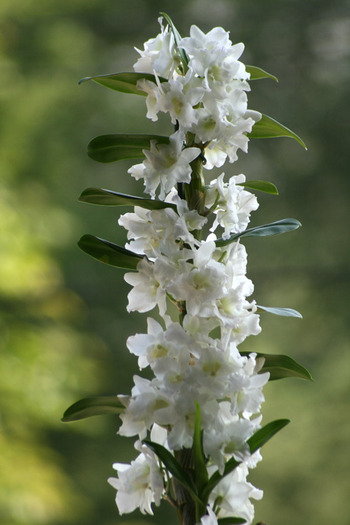Dendrobium nobile - orhidee