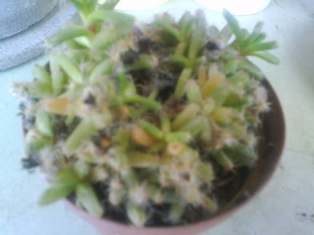 DSC00077 - Cactusi 2009