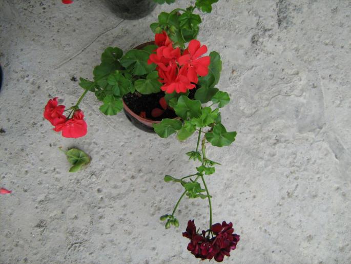 IMG_1307 - floricele