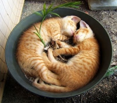 AAA -2 Cats in a flower pot