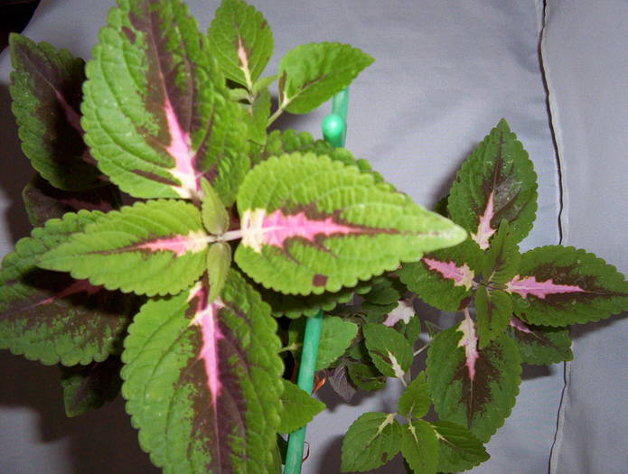 Coleus Blumei (Urzicuta) - DIVERSE PLANTE