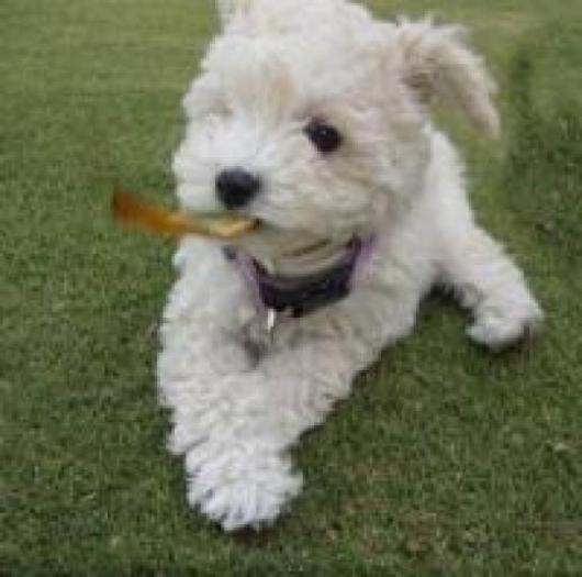 IDUBAIQOREEAJOKHWWT[1]