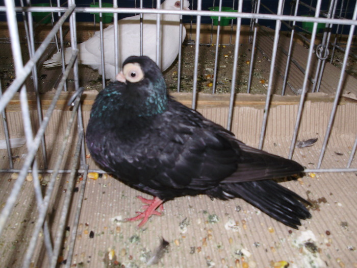 10769 sb 1 - 1507 partea 6a