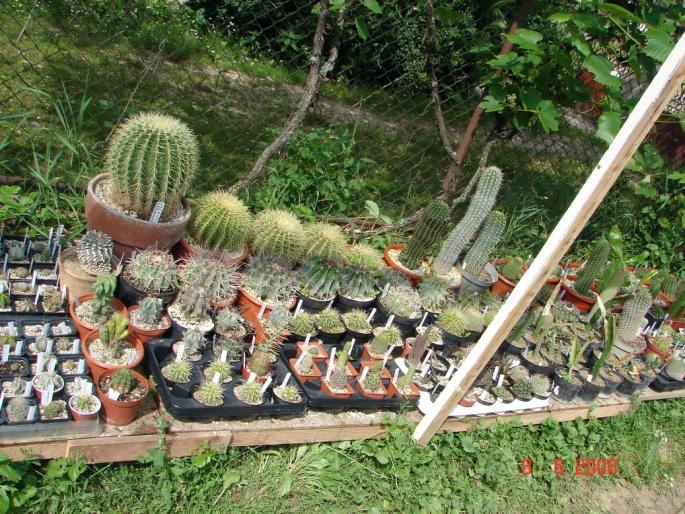 Grup plante