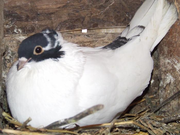 cap negru - porumbei 2000- 2009 ARHIVA