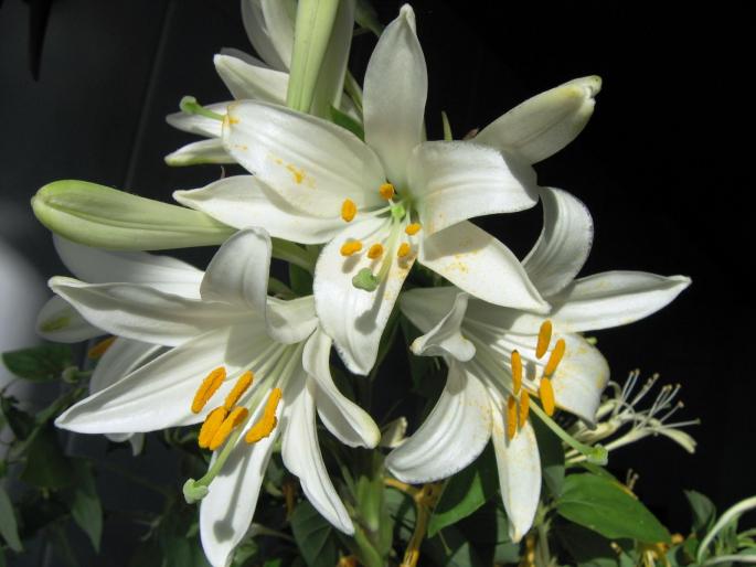 IMG_2363 - flowers
