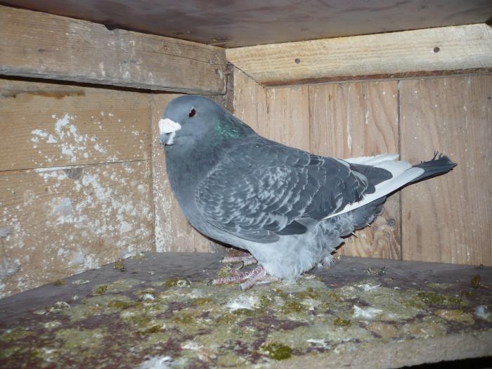 Picture 115 - costelg_ porumbei-standarde fosti si actuali