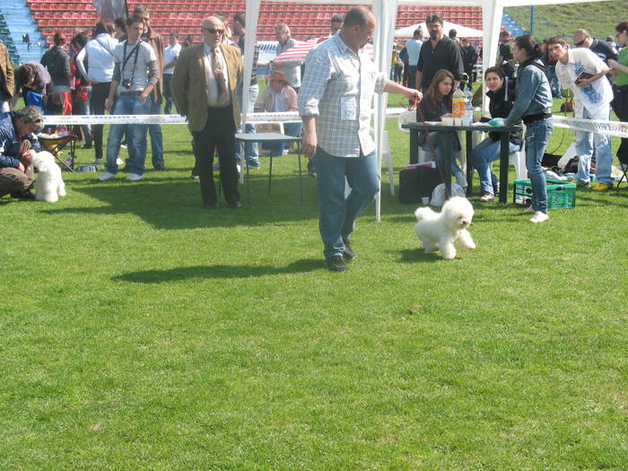 IMG_4786 - bichon frise