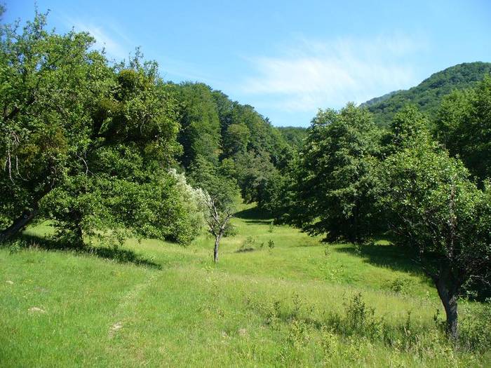 P1000367 - varful Ignis Maramures
