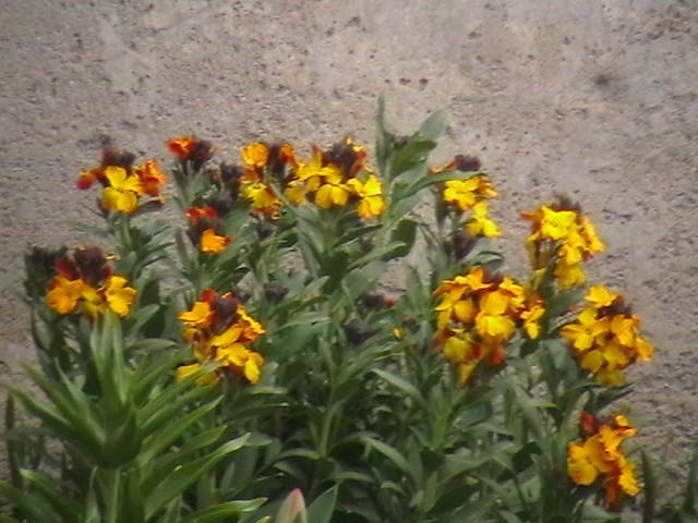 IMGA0246 - gradina mea cu flori