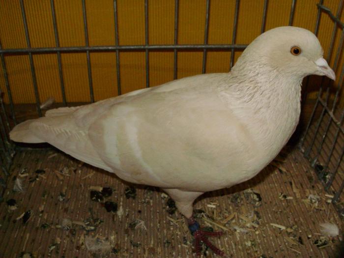 09966 feldfarbentauben 1