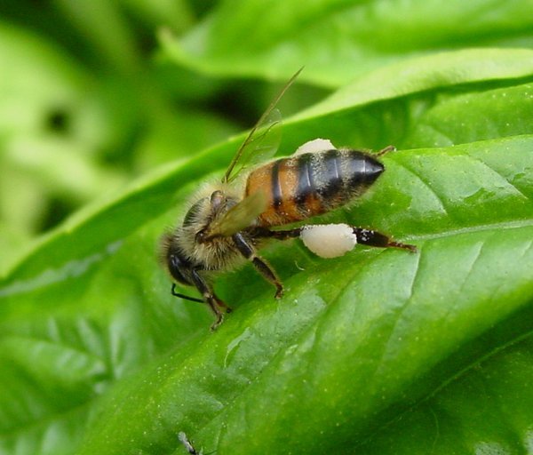 European_honeybee_variety[1] - apicultura