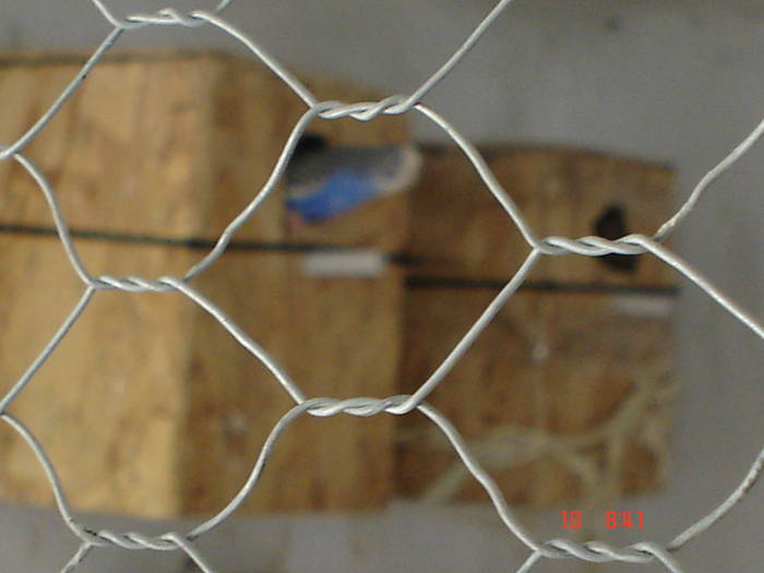 DSC04754 - PERUSI poze 2009