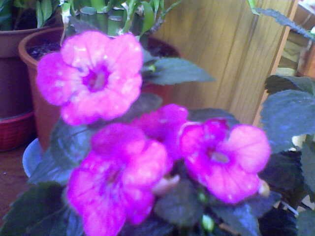 Picture 005 - achimenes