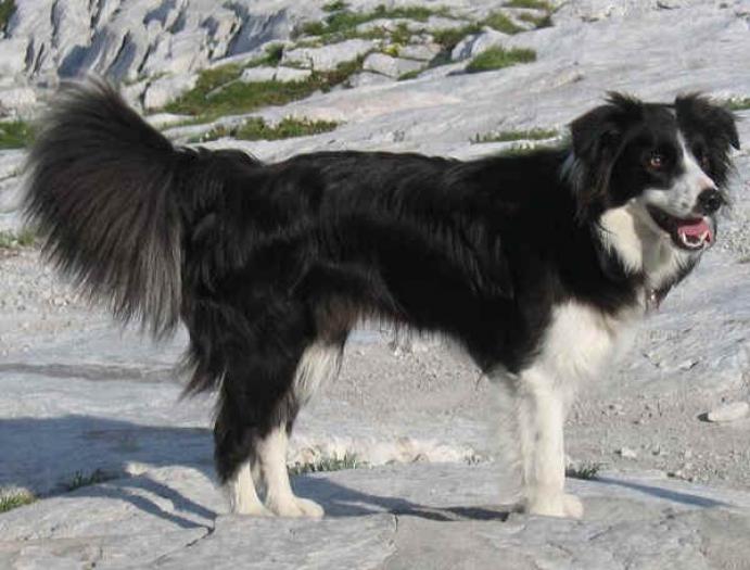 bordercollie