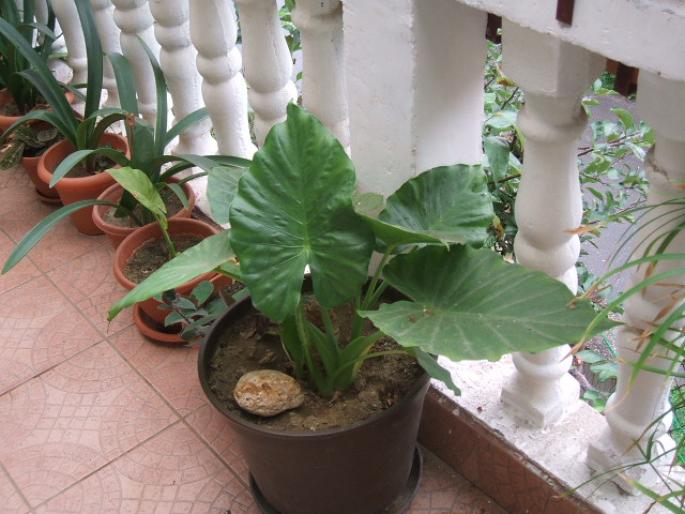 colocasia - Flori