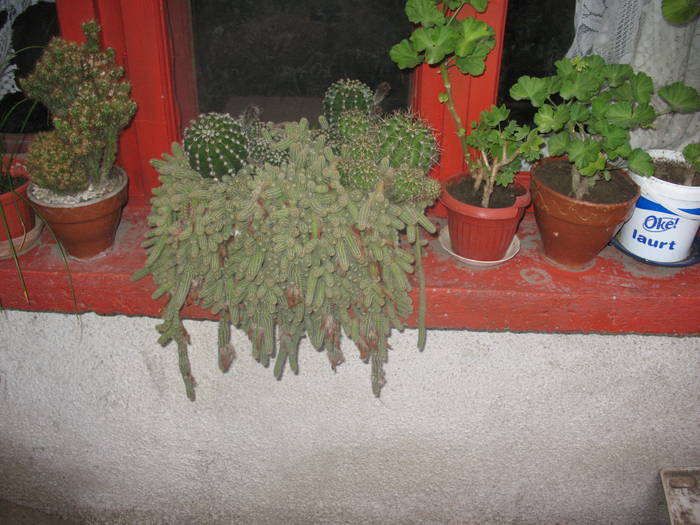 IMG_5747 - gradina cu flori