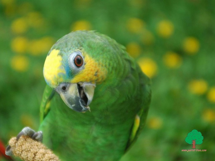 Wallpapers - Parrots - 38