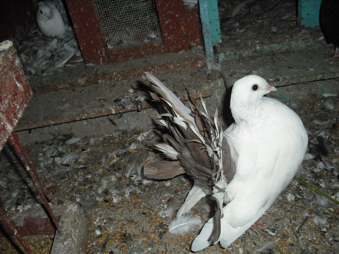 Picture 053 - Porumbei albi coada neagra si rosie