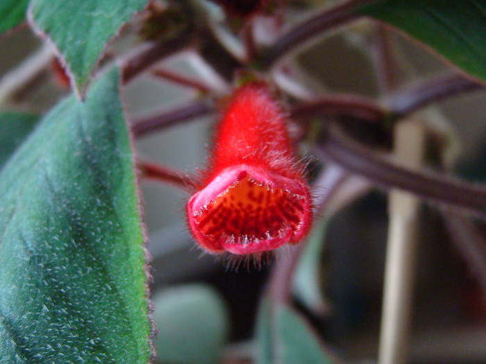 DSC07458 - Kohleria Eriantha 2009