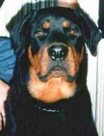 Rottweiler - Dogs