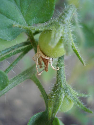 Tomato Garden Pearls (2009, Jun.05) - Tomato Gartenperle