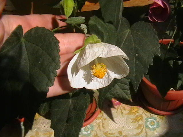 abutilon alb   am pierdut-o